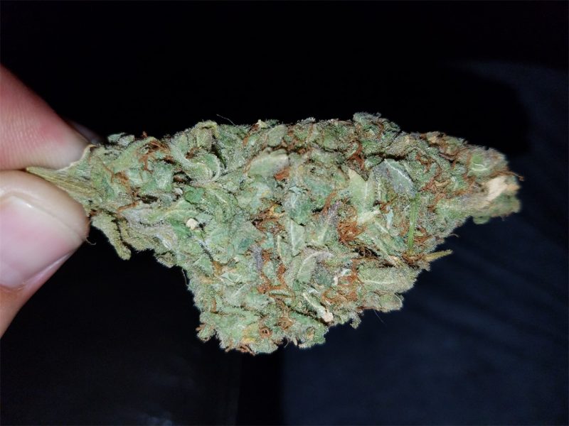 Buy Blue Magic marijuana strain in Germany,
