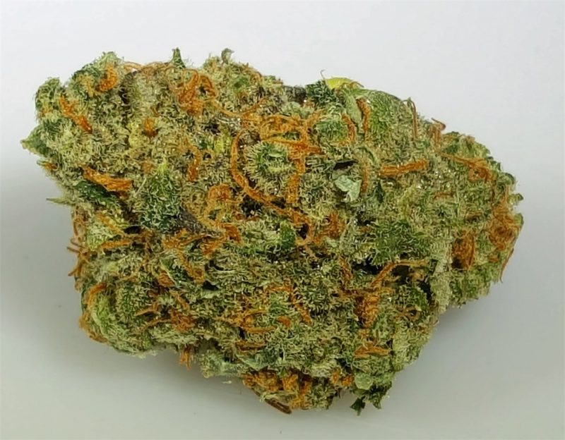 Chocolope Strain,