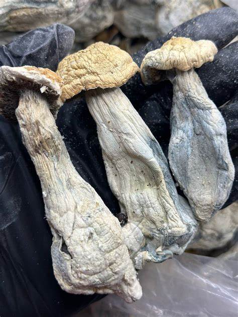 Hero Mushroom Spores For Sale,
