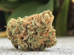 Maui Waui Marijuana Strain,