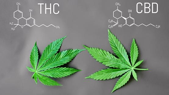 thc pharm gmbh frankfurt
