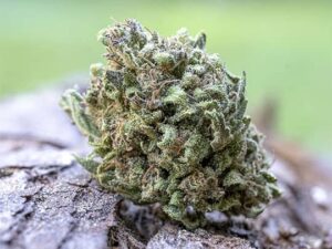 Gelonade 7.5g